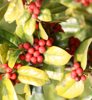 호랑가시나무 열매2