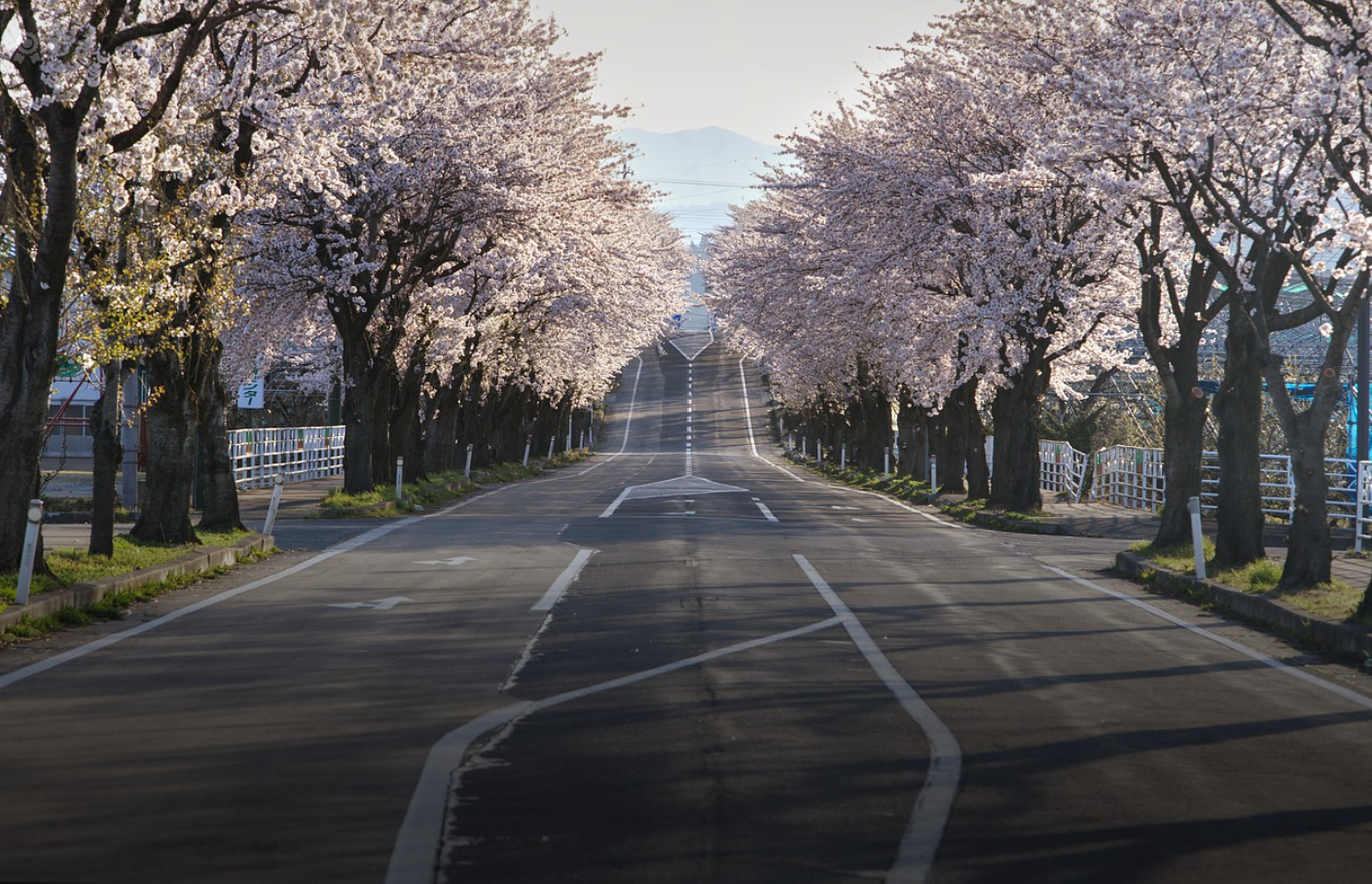 2024년 벚꽃 개화 시기