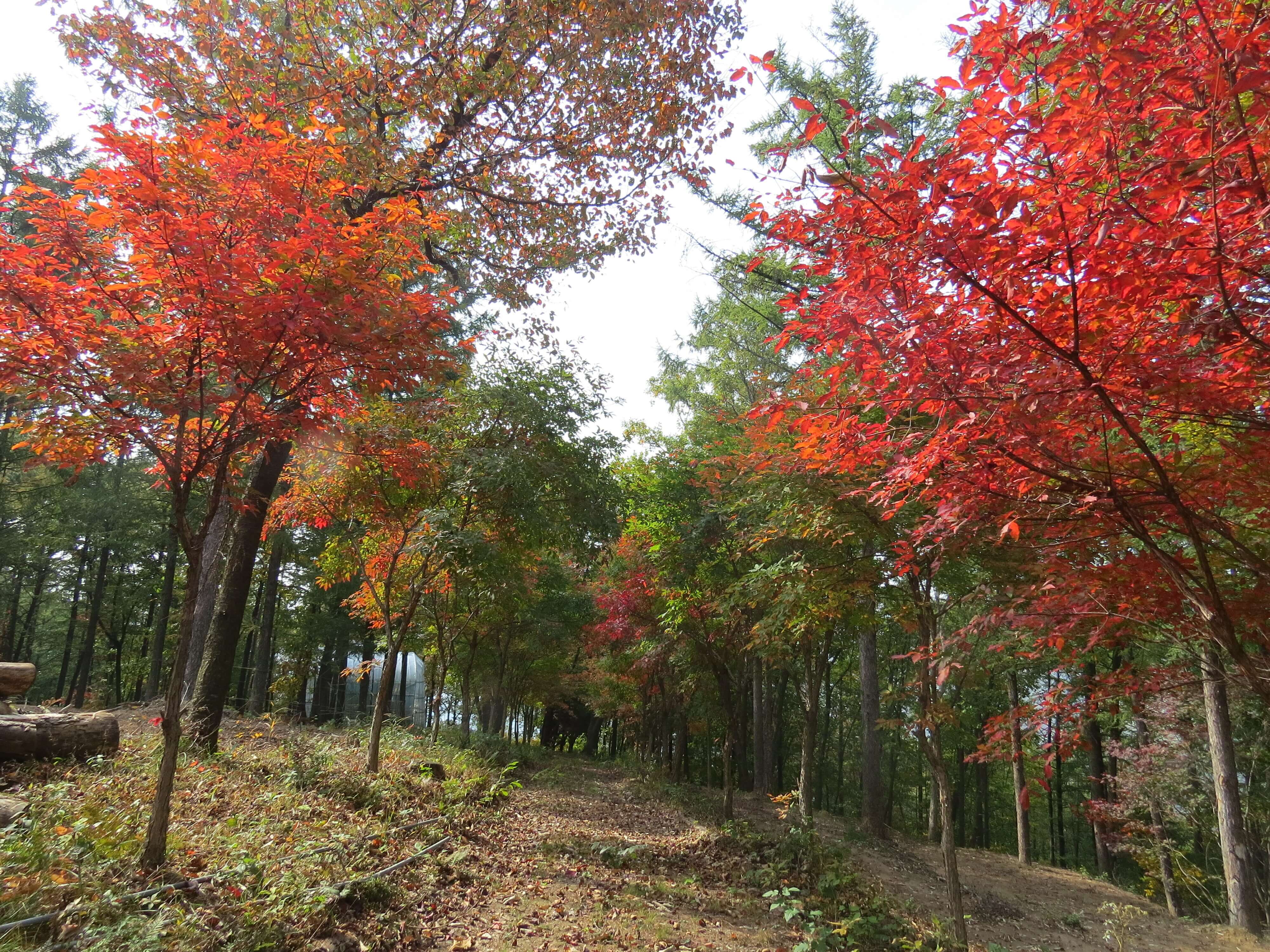 설매재 자연휴양림 관련 사진