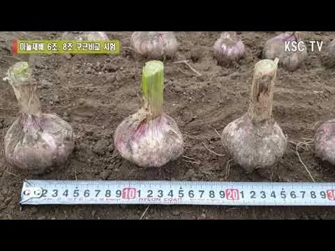 조 재배 건조 강한 작물 파종 방법 초보 가이드_3