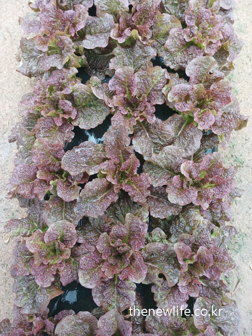 Close-up of curly red lettuce with water droplets, lined in neat rows on a farm pathway-물방울이 맺힌 곱슬 적상추들이 가지런히 줄지어 자라고 있는 농장 클로즈업 사진
