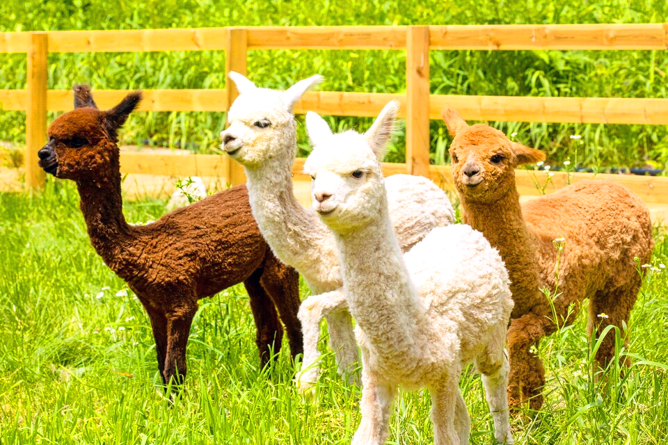 알파카 4마리가 있다.