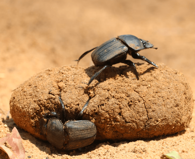 똥꿈 해몽 풀이