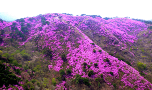 강화 고려산 진달래축제 등산코스 주차 가볼만한곳