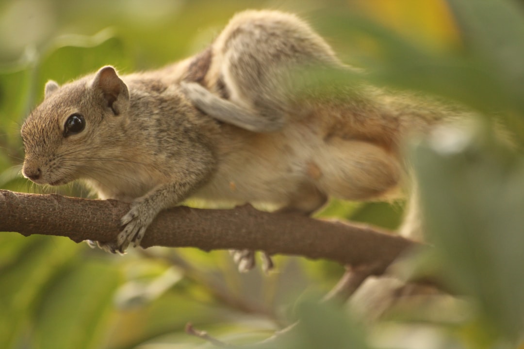 Scratching