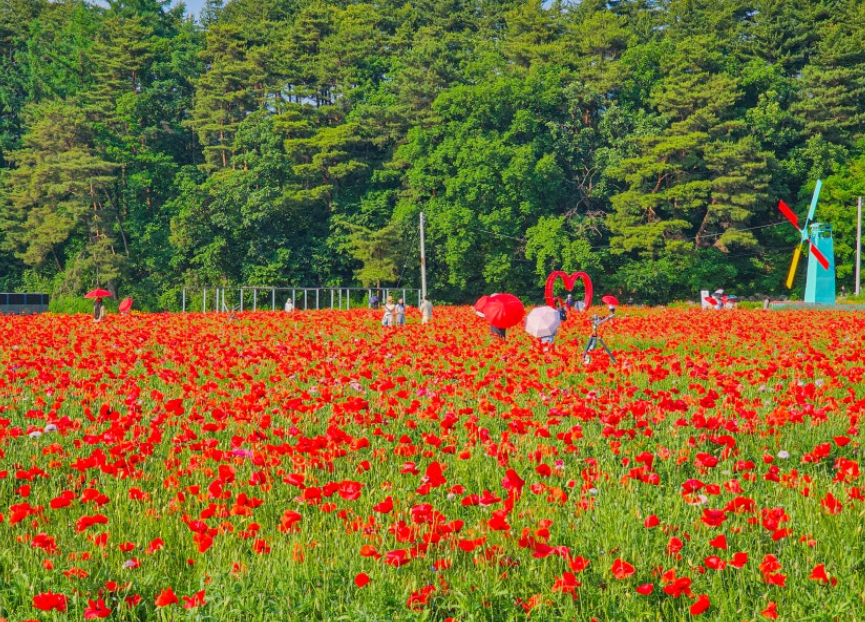 원주 용수골꽃양귀비축제1