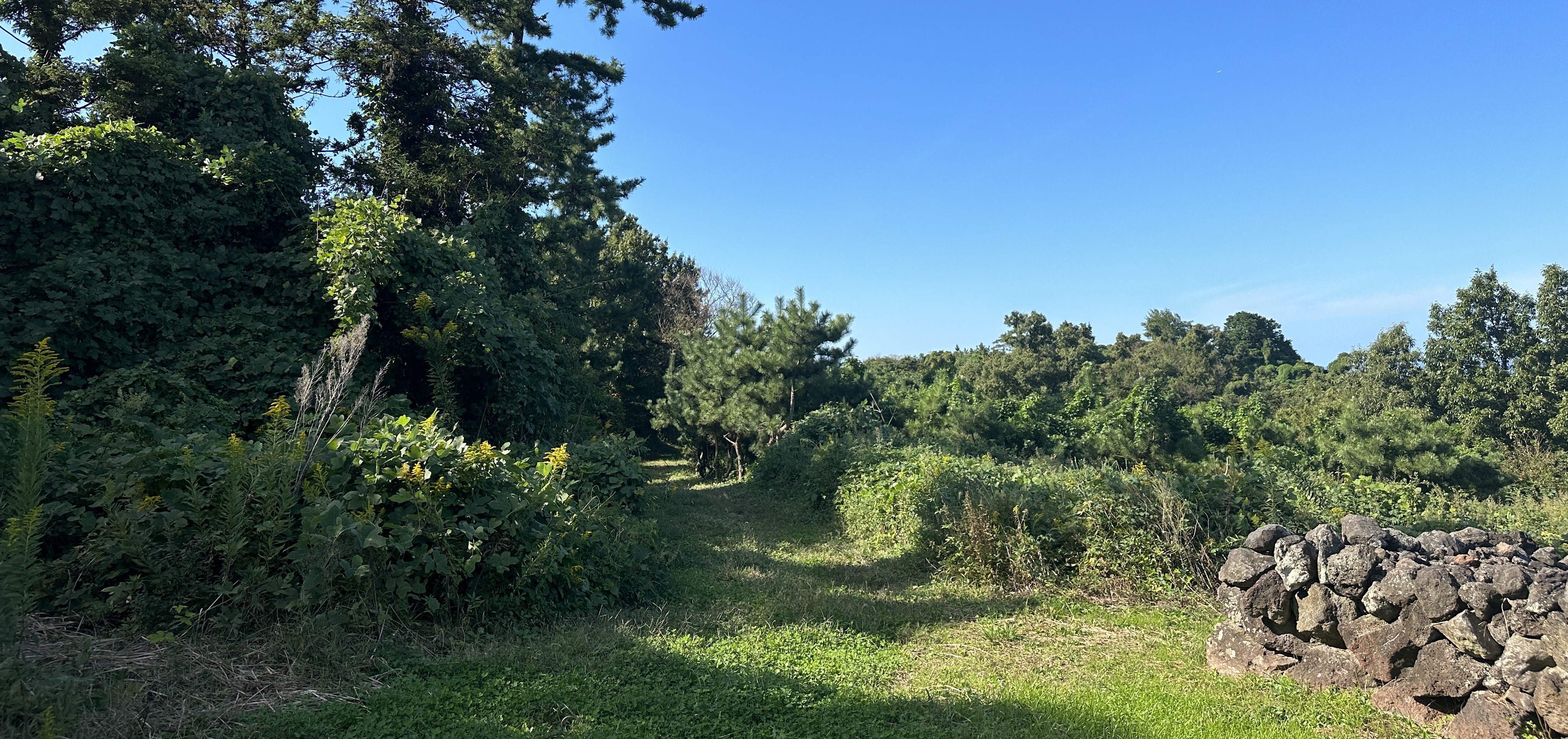 오드싱오름 산책로