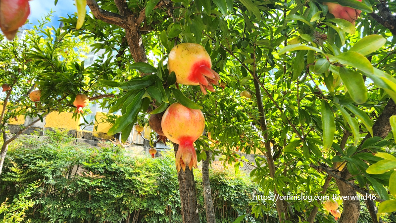 석류(石榴) Pomegranate