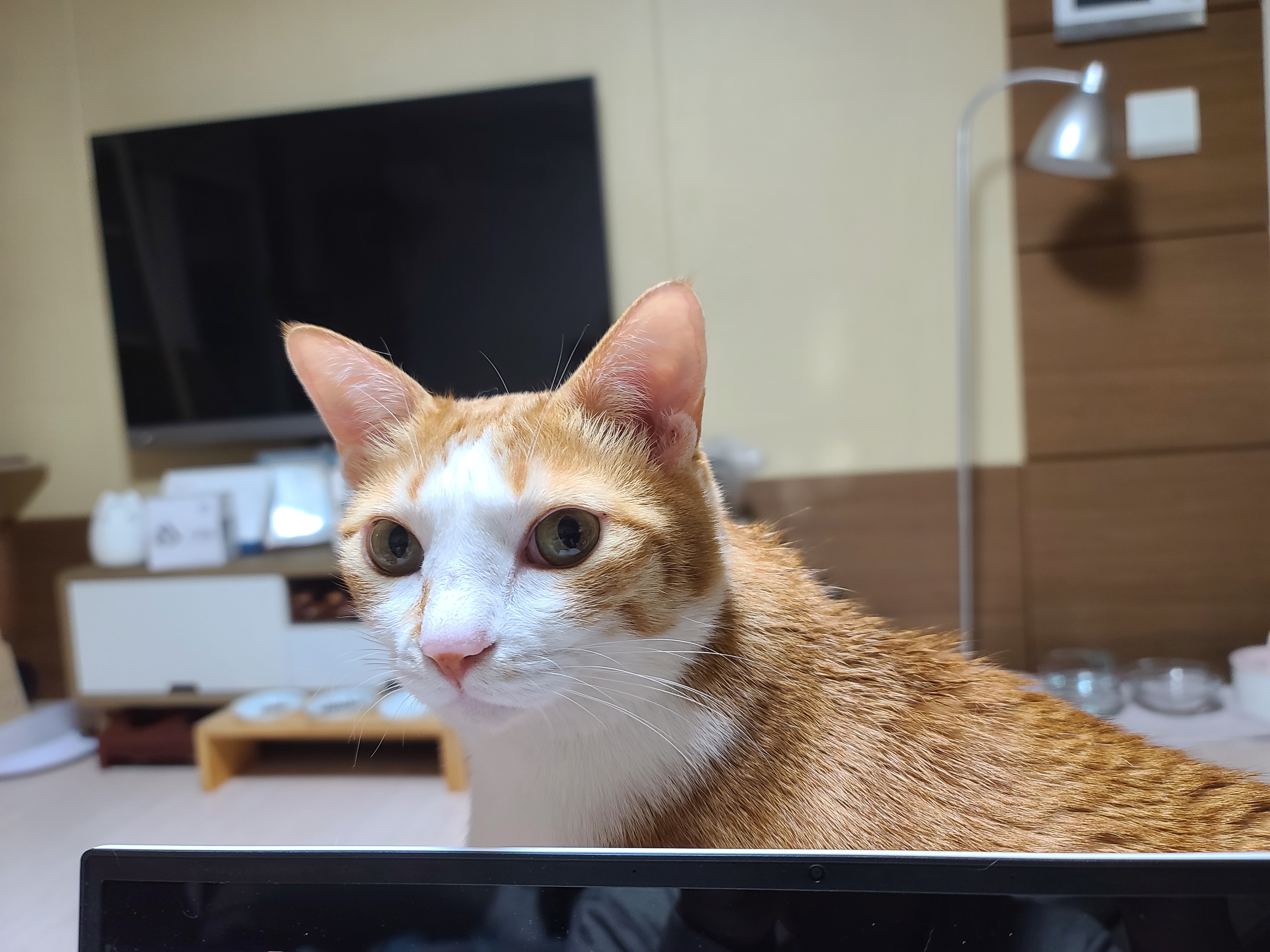 치즈냥이 호야의 시선강탈 (feat.치명적인 젤리)