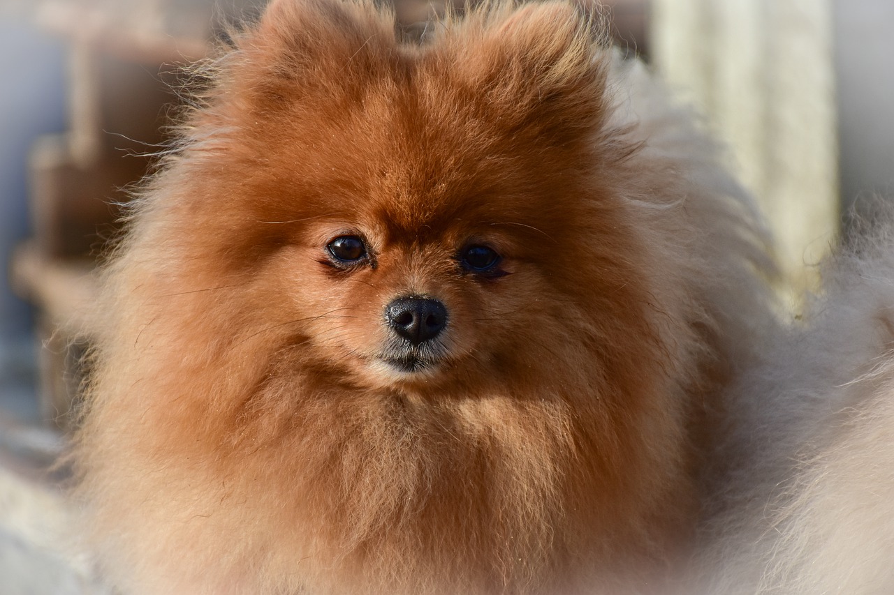 pomeranian image