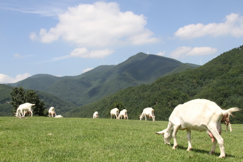 몽토랑산양목장