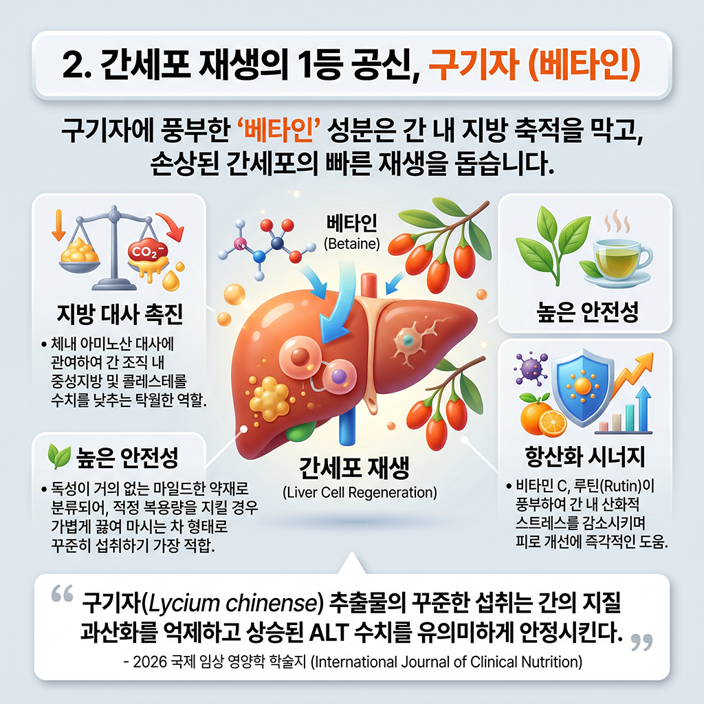 간세포 재생의 1등 공신, 구기자 (베타인)