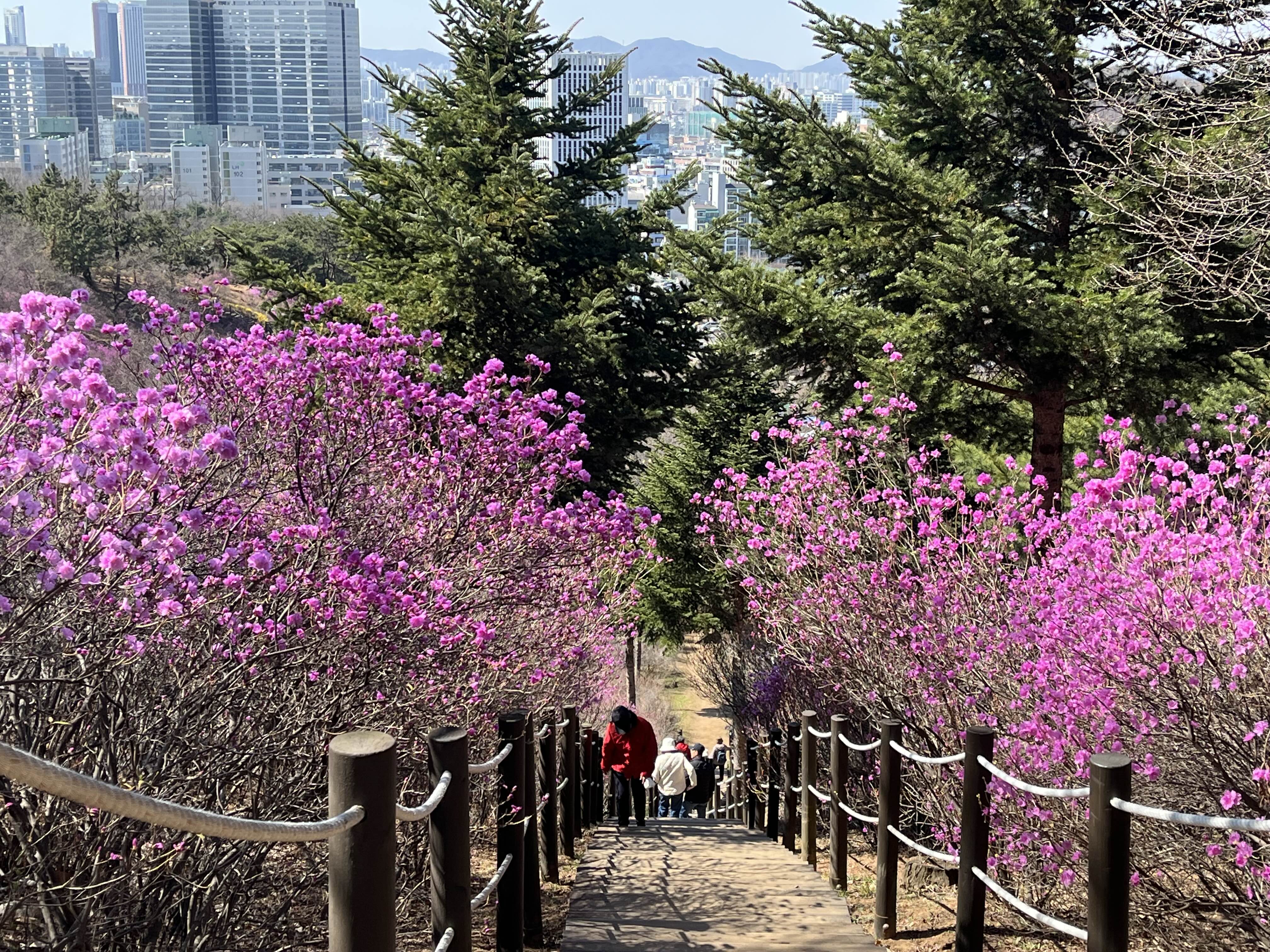 원미산 진달래동산