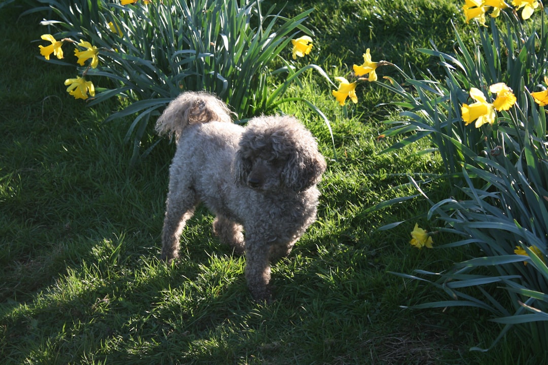 Senior dog