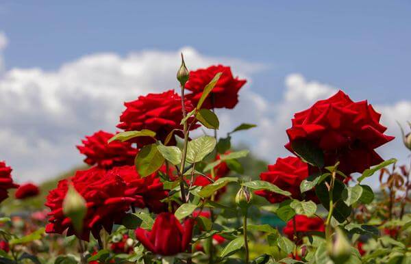 2025삼척장미축제