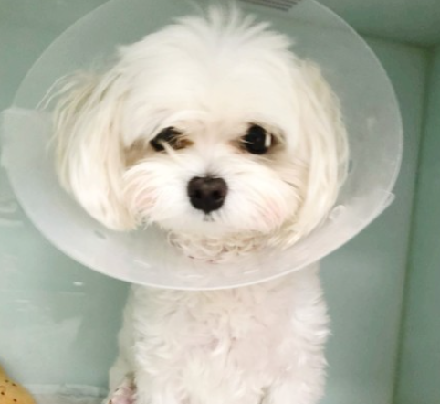 아픈 강아지 사진