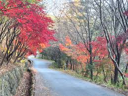 계룡산 단풍명소