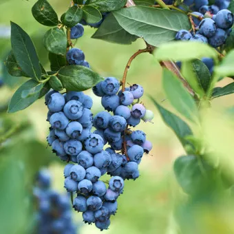 블루베리 효능 먹는법 하루 섭취량 쥬스_9