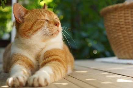 초록 속에서 편히 쉬는 고양이.