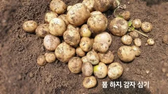감자 싹나는 시기 파종 시기_16