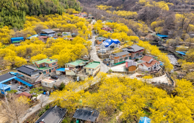 구례 산수유마을1