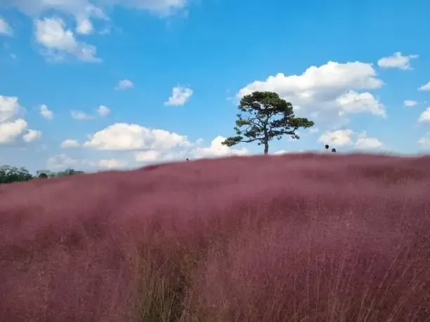 양주 나리공원 핑크뮬리