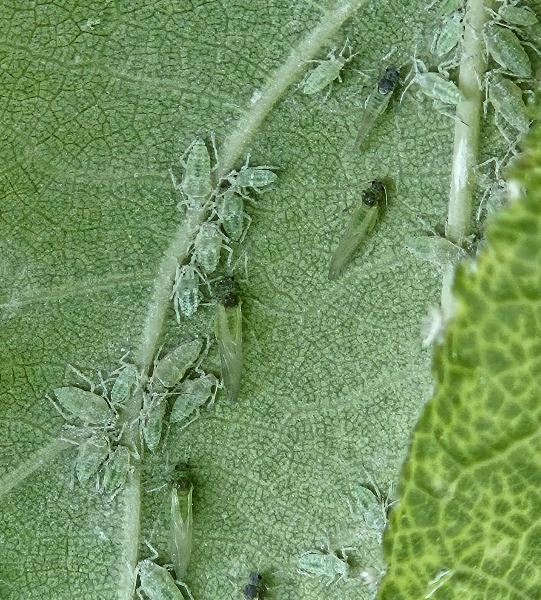 복숭아가루진딧물 성충