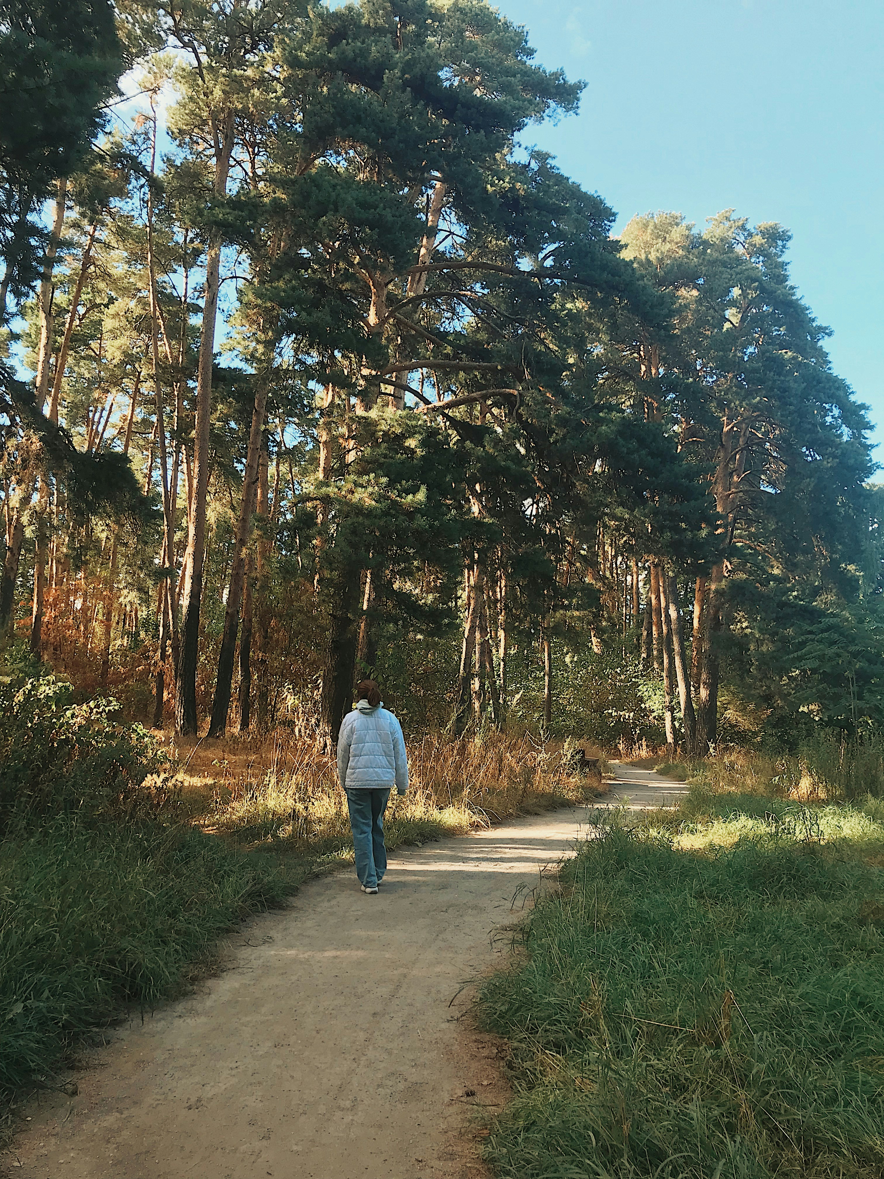고요한 숲길 또는 햇살이 길게 드리워진 산책로를 천천히 걷는 사람의 뒷모습 관련 사진