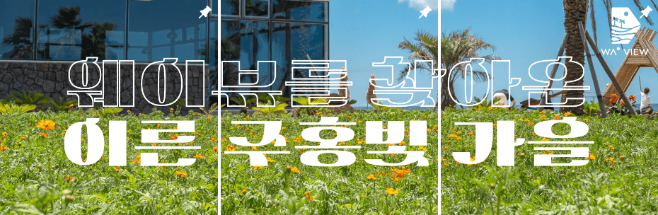 제주 가을 코스모스 축제 - 웨이뷰