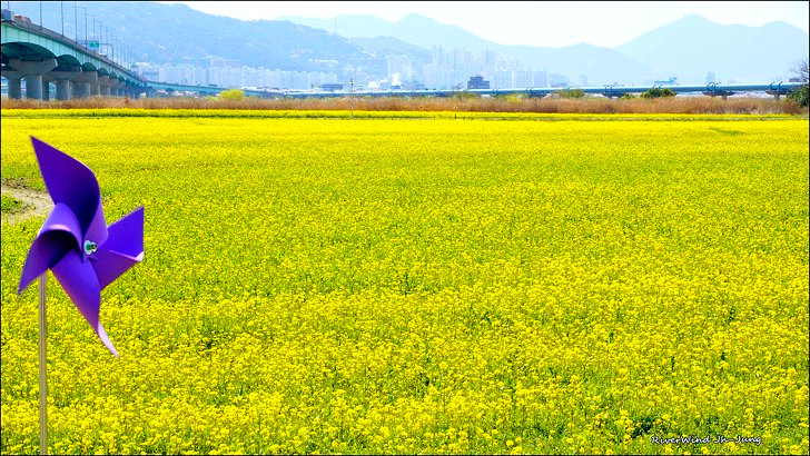 대저생태공원 유채꽃