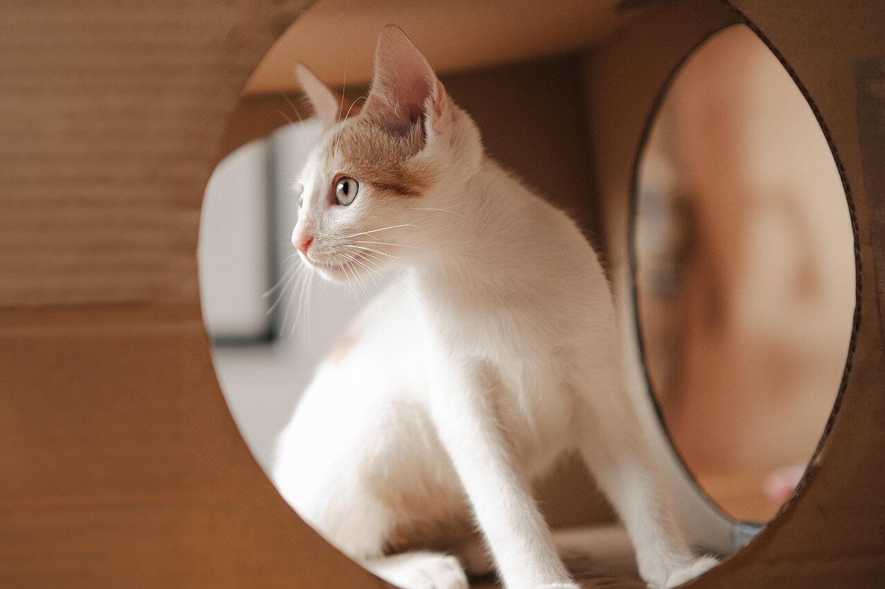 반려동물 행동 및 정신 건강관리 방법