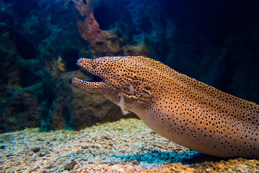 Belut Moray