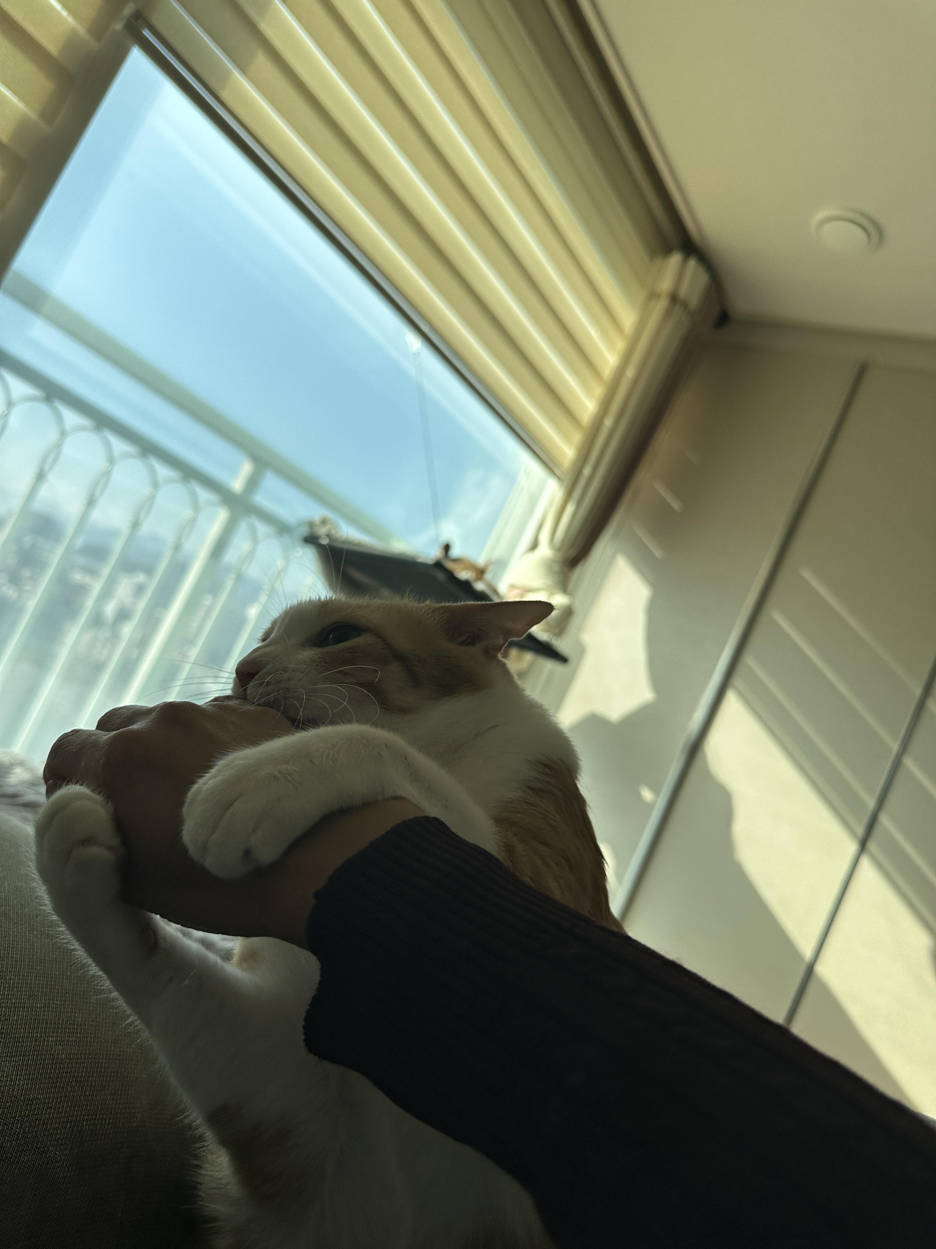 호야는 그루밍으로 애정표현을 한다.