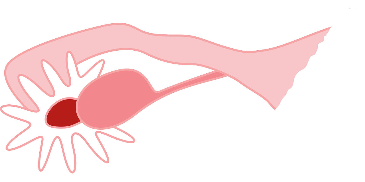 난소의 구조와 모양