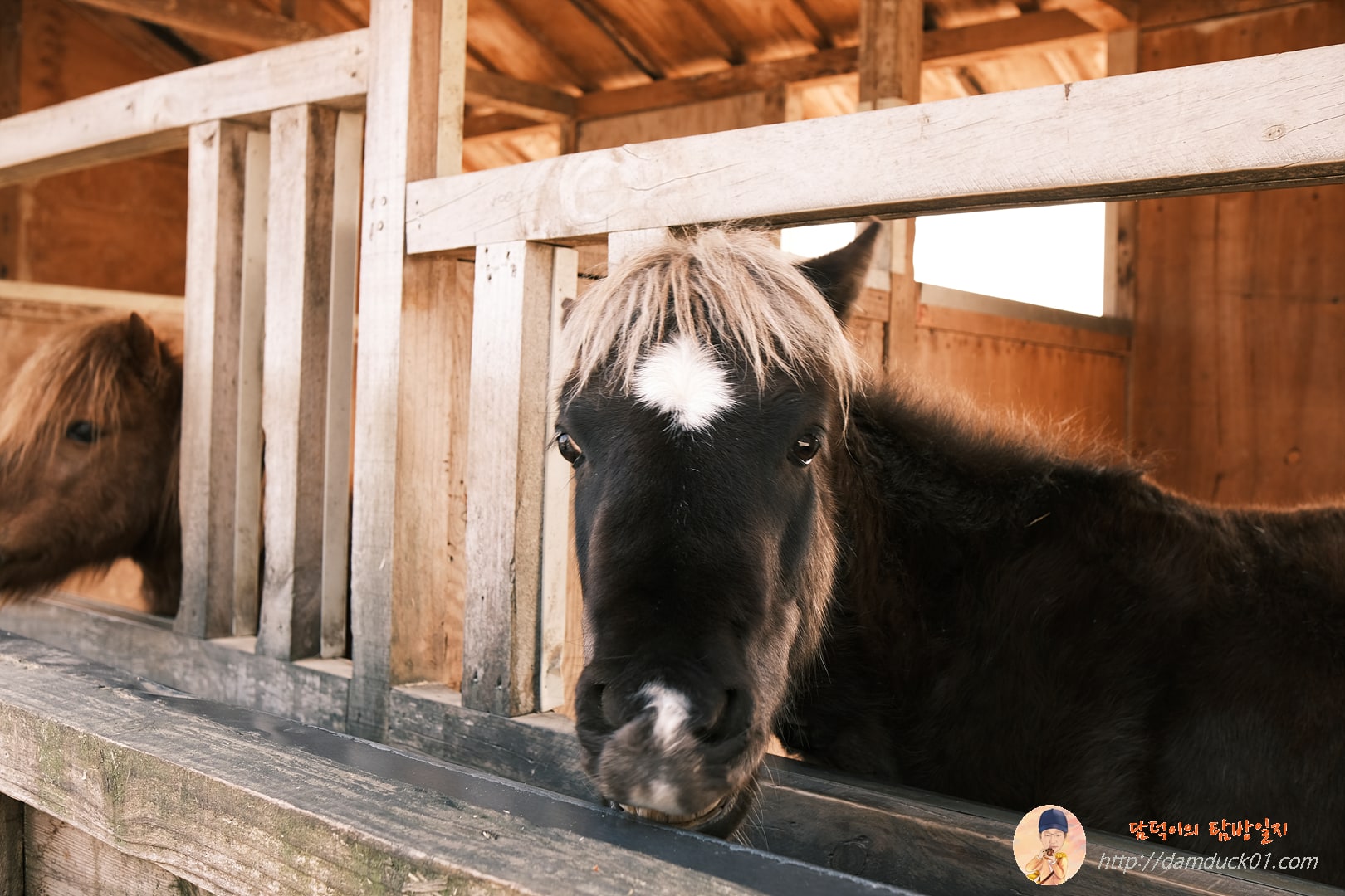 용인곤충테마파크 마굿간