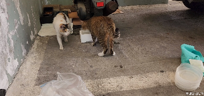 물-마시는-고양이와-걸어오는-고양이.