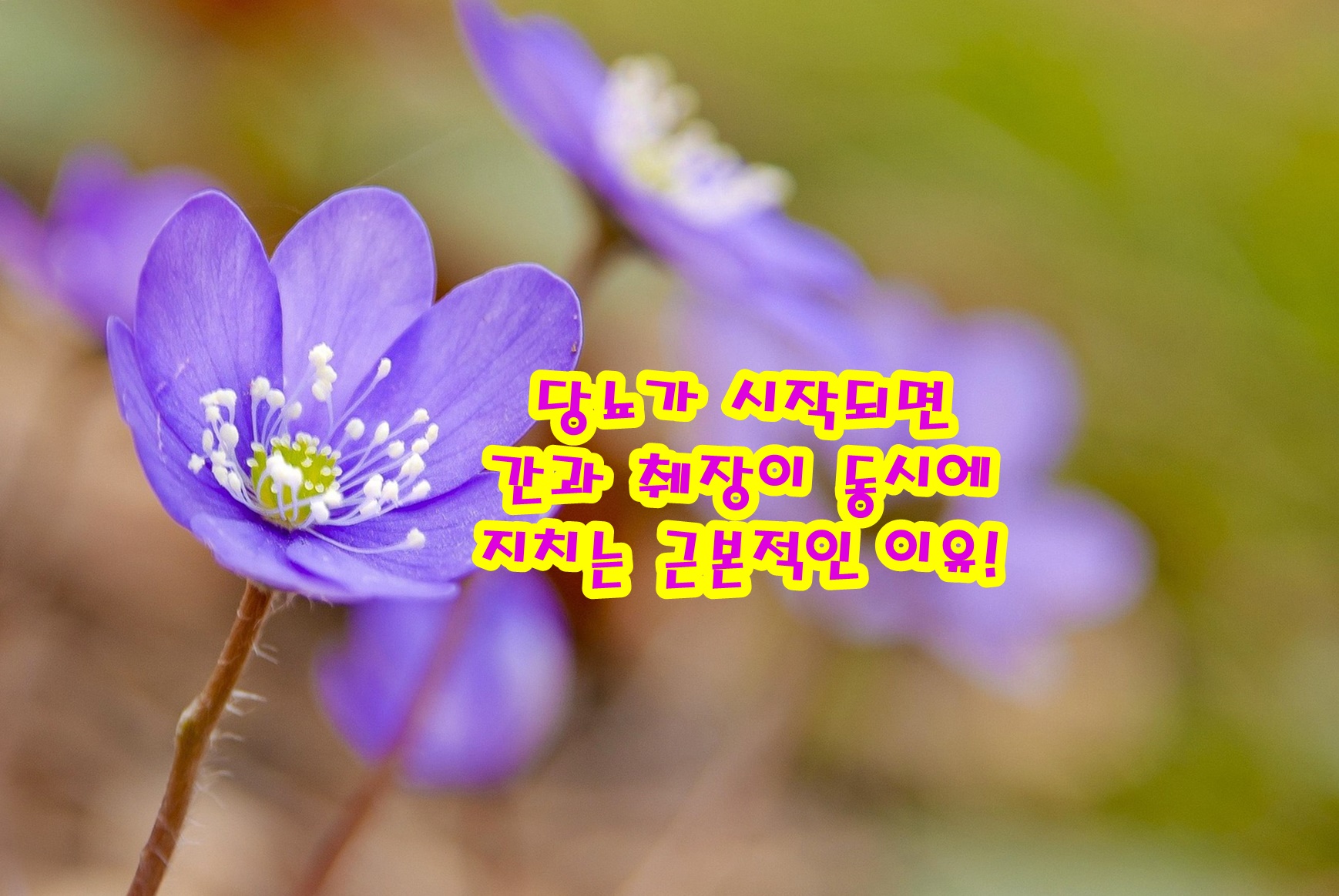 당뇨가 시작되면 간과 췌장이 동시에 지치는 근본적인 이유!