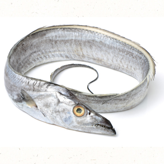 제주산 갈치 생회