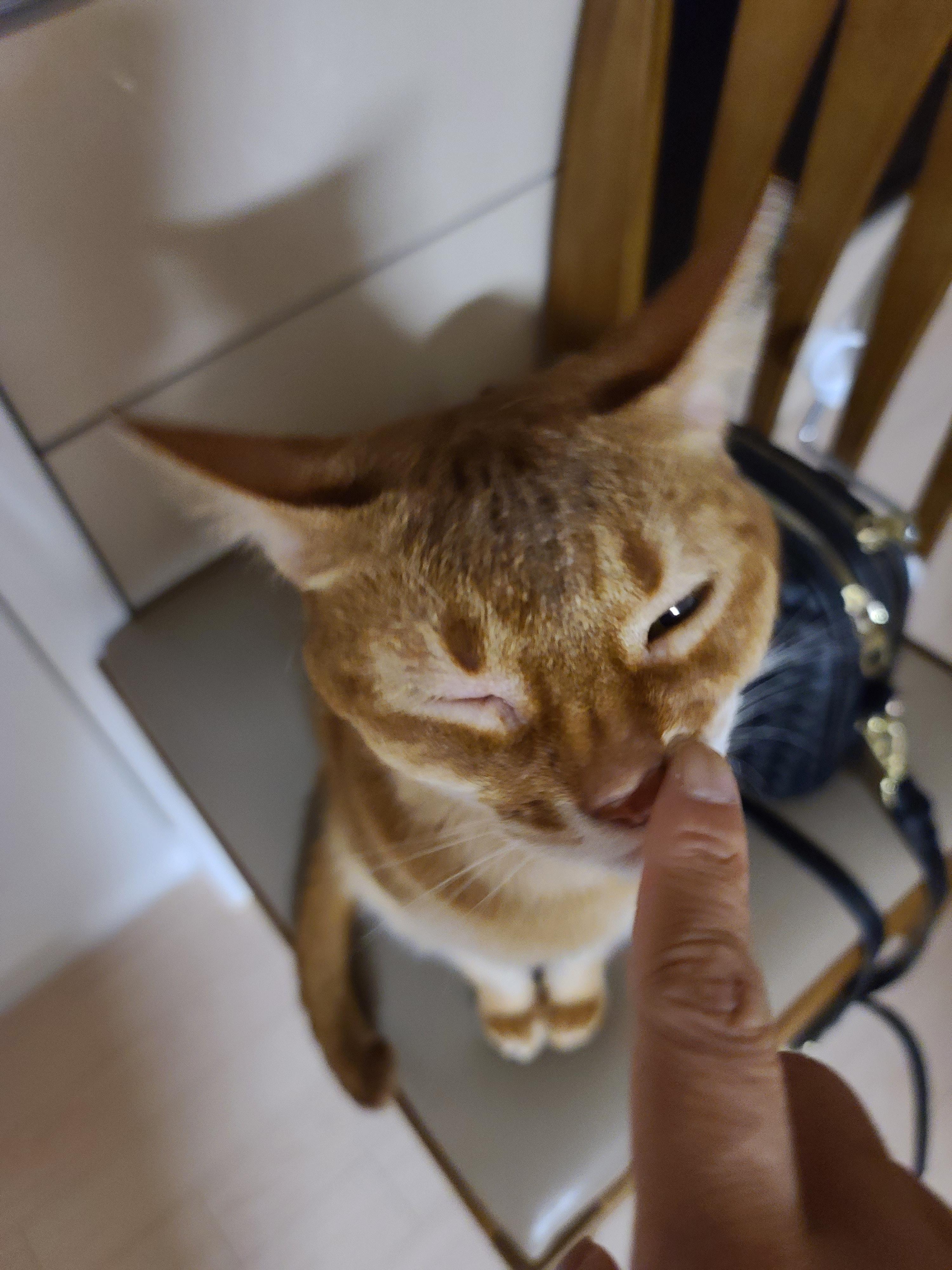 6일만에 엄마를 본 고양이들의 반응은?! 아홉고양이들의 반응.