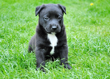 강아지 종합검진관련사진