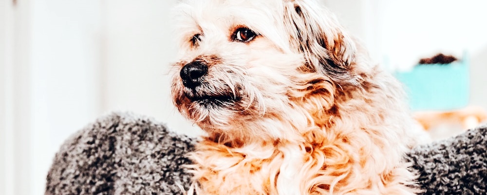 강아지에게 안돼! 가르치는 방법 8