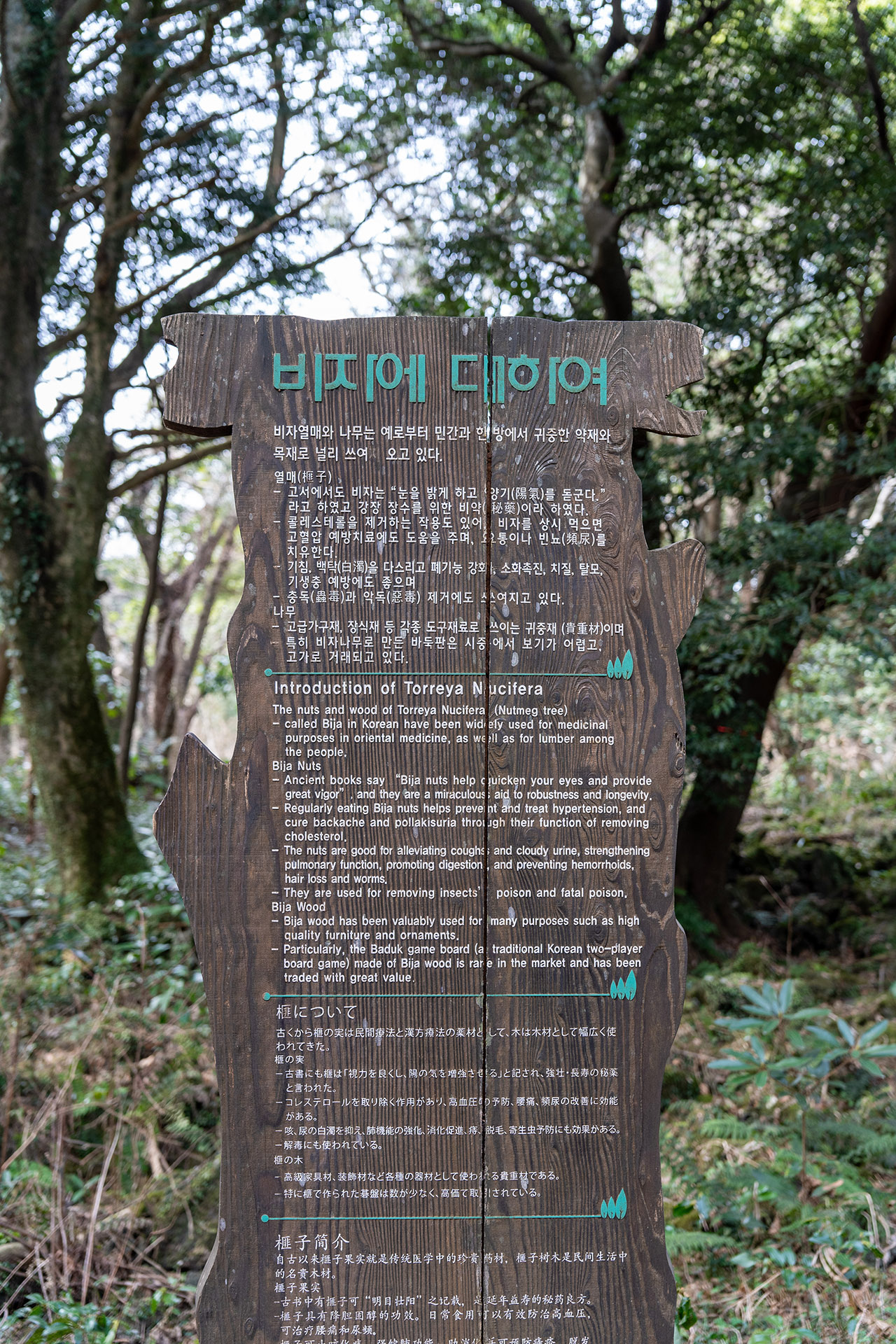 비자림
