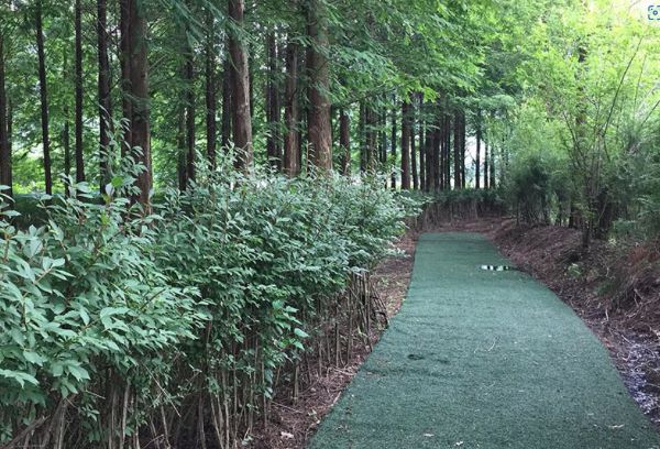 캠핑장_화살나무숲