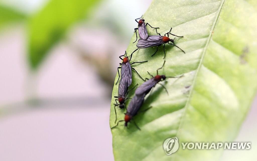 러브버그 발생시기와 퇴치방법