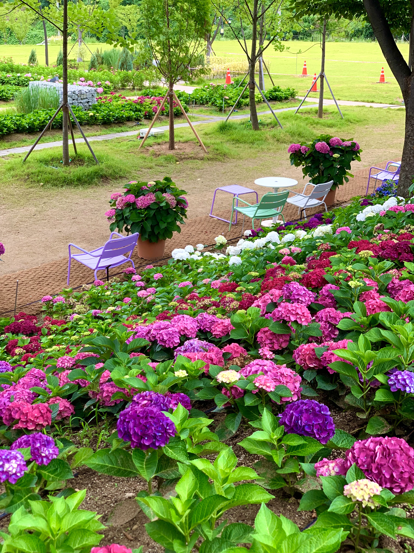 구미다온숲 수국핀 모습입니다.