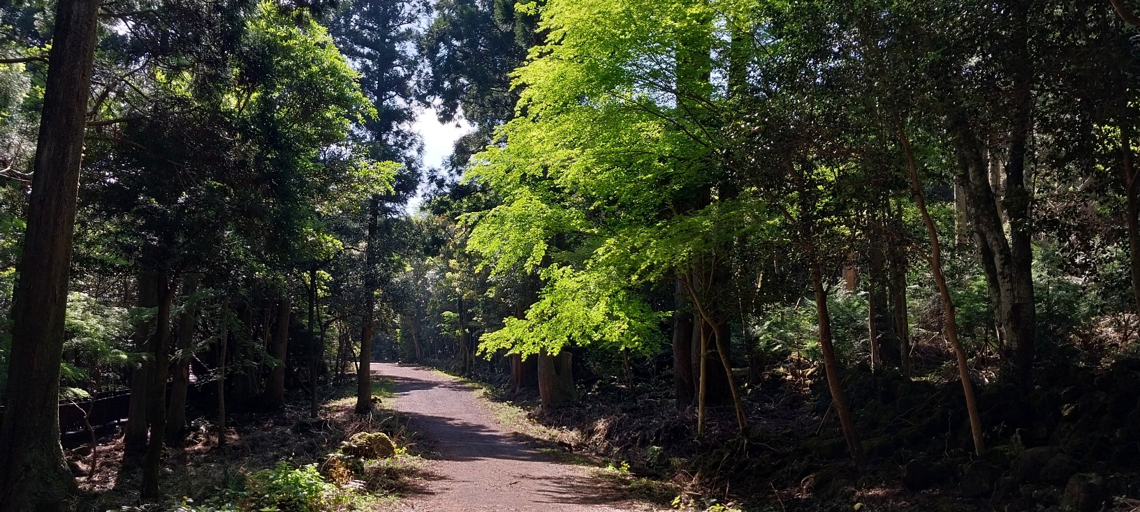 제주 치유의 숲