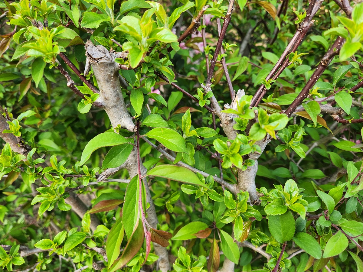 서부해당(꽃아그배나무)