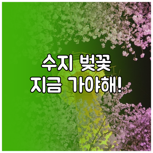 용인 수지구 벚꽃 산책로 베스트 3곳..