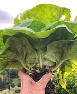 천식에 좋은 음식 영양제 식단