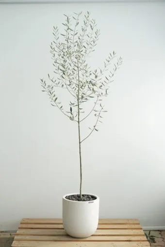 올리브 나무 키우는법 5가지 치명적 실수와 해결책 총정리를 안내_3